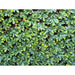 DECORATIVE PANEL ACCORDION 100X200CM ROSSIMA MZ 192033A - Изкуствено озеленяване<<<Мрежи и огради<<<Градина<<<Praktiker