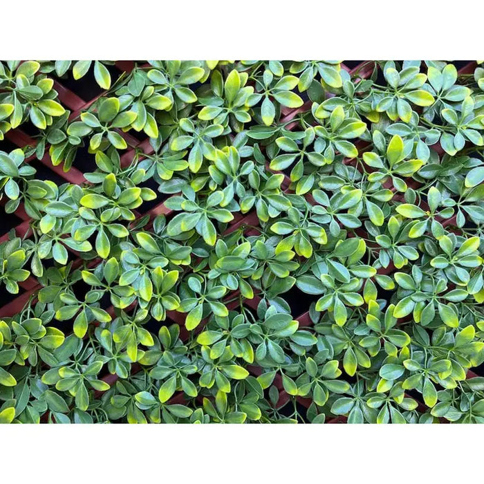 DECORATIVE PANEL ACCORDION 100X200CM ROSSIMA MZ 192033A - Изкуствено озеленяване<<<Мрежи и огради<<<Градина<<<Praktiker