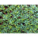 DECORATIVE PANEL ACCORDION 100X200CM ROSSIMA MZ 192033A - Изкуствено озеленяване<<<Мрежи и огради<<<Градина<<<Praktiker