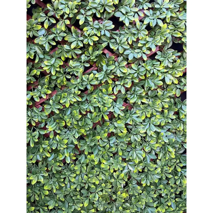 DECORATIVE PANEL ACCORDION 100X200CM ROSSIMA MZ 192033A - Изкуствено озеленяване<<<Мрежи и огради<<<Градина<<<Praktiker