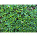 DECORATIVE PANEL ACCORDION 100X200CM ROSSIMA MZ 192033A - Изкуствено озеленяване<<<Мрежи и огради<<<Градина<<<Praktiker