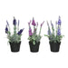 Decorative Plant 25 cm PVC Lavendar - Декорация и Осветление<<<Дом Градина<<<BigBuy&&&Други артикули за