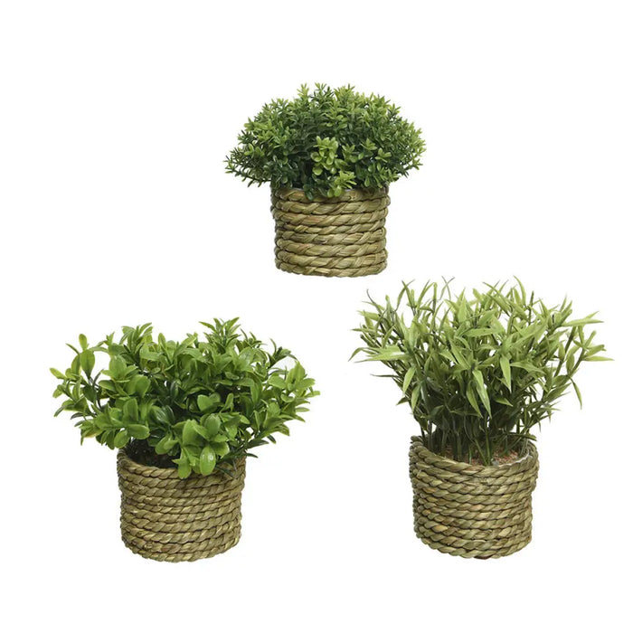 Decorative Plant Basic Home Artificial Rope Green 16 x 3 cm - Декорация и Осветление<<<Дом Градина<<<BigBuy&&&Други
