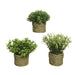 Decorative Plant Basic Home Artificial Rope Green 16 x 3 cm - Декорация и Осветление<<<Дом Градина<<<BigBuy&&&Други