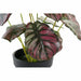 Decorative Plant DKD Home Decor Pink Green PE (10 x 10 x 27 cm) - Декорация и Осветление<<<Дом Градина<<<BigBuy&&&Други