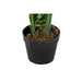 Decorative Plant DKD Home Decor Polyethylene Green 40 x 40 x 120 cm Urban - Декорация и Осветление<<<Дом