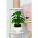 Decorative Plant DKD Home Decor PVC polypropylene 20 x 20 x 30 cm - Декорация и Осветление<<<Дом