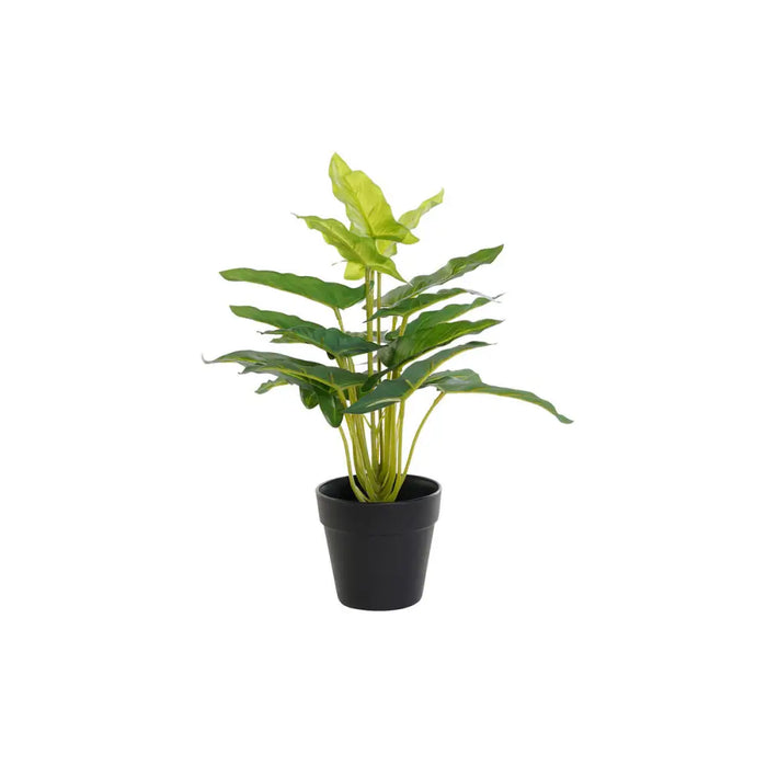 Decorative Plant DKD Home Decor PVC polypropylene 25 x 25 x 30 cm - Декорация и Осветление<<<Дом