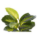 Decorative Plant DKD Home Decor PVC polypropylene 25 x 25 x 30 cm - Декорация и Осветление<<<Дом