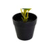Decorative Plant DKD Home Decor PVC polypropylene 25 x 25 x 30 cm - Декорация и Осветление<<<Дом