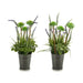 Decorative Plant Ibergarden Metal Plastic Lavendar 13 x 40 x 13 cm (12 Units) - Декорация и Осветление<<<Дом
