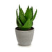 Decorative Plant Ibergarden Plastic Aloe Vera 15 x 23,5 x 15 cm (6 Units) - Декорация и Осветление<<<Дом