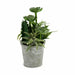 Decorative Plant Ibergarden Plastic Cement 15 x 24 x 15 cm (12 Units) - Декорация и Осветление<<<Дом