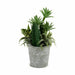 Decorative Plant Ibergarden Plastic Cement 15 x 24 x 15 cm (12 Units) - Декорация и Осветление<<<Дом