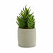Decorative Plant Ibergarden Plastic Succulent 12 x 24 x 12 cm (6 Units) - Декорация и Осветление<<<Дом