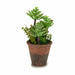 Decorative Plant Ibergarden Plastic Succulent 16 x 23 x 16 cm (12 Units) - Декорация и Осветление<<<Дом