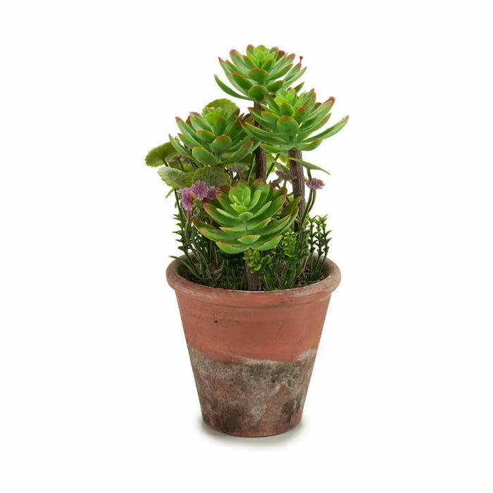 Decorative Plant Ibergarden Plastic Succulent 16 x 23 x 16 cm (12 Units) - Декорация и Осветление<<<Дом