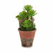 Decorative Plant Ibergarden Plastic Succulent 16 x 23 x 16 cm (12 Units) - Декорация и Осветление<<<Дом
