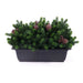 DECORATIVE PLANT IN A BOX ROSSIMA PINE CONE - Изкуствено озеленяване<<<Мрежи и огради<<<Градина<<<Praktiker