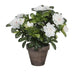 Decorative Plant Mica Decorations 11,5 x 27 x 20 cm - Декорация и Осветление<<<Дом Градина<<<BigBuy&&&Други артикули за