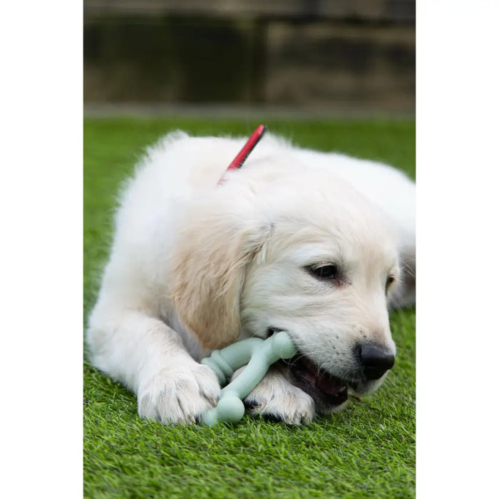 Dog chewing toy Nylabone SENSORY TACTILE RING Green Peanut butter Chicken S - Домашни Животни<<<Дом