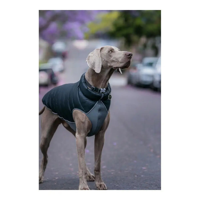 Dog Coat Red Dingo Puffer Black/Grey 60 cm - Домашни Животни<<<Дом Градина<<<BigBuy&&&Пътуване и разходки<<<Домашни