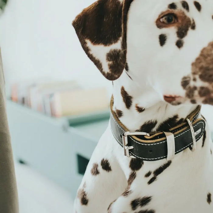 Dog collar Hunter Aalborg Black (20-24 cm) - Домашни Животни<<<Дом Градина<<<BigBuy&&&Пътуване и разходки<<<Домашни