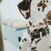 Dog collar Hunter Aalborg Black (24-30 cm) - Домашни Животни<<<Дом Градина<<<BigBuy&&&Пътуване и разходки<<<Домашни