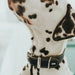 Dog collar Hunter Aalborg Black (36-44 cm) - Домашни Животни<<<Дом Градина<<<BigBuy&&&Пътуване и разходки<<<Домашни