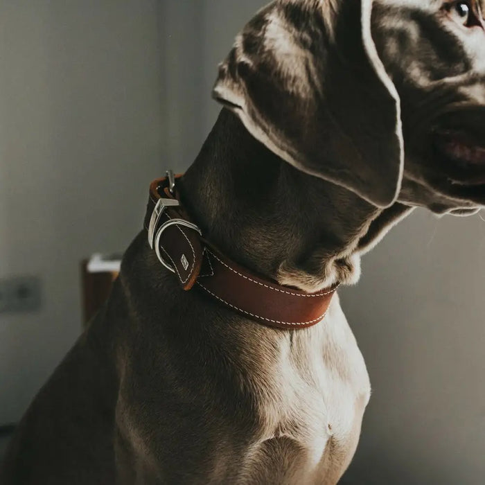 Dog collar Hunter Aalborg Cognac (20-24 cm) - Домашни Животни<<<Дом Градина<<<BigBuy&&&Пътуване и разходки<<<Домашни