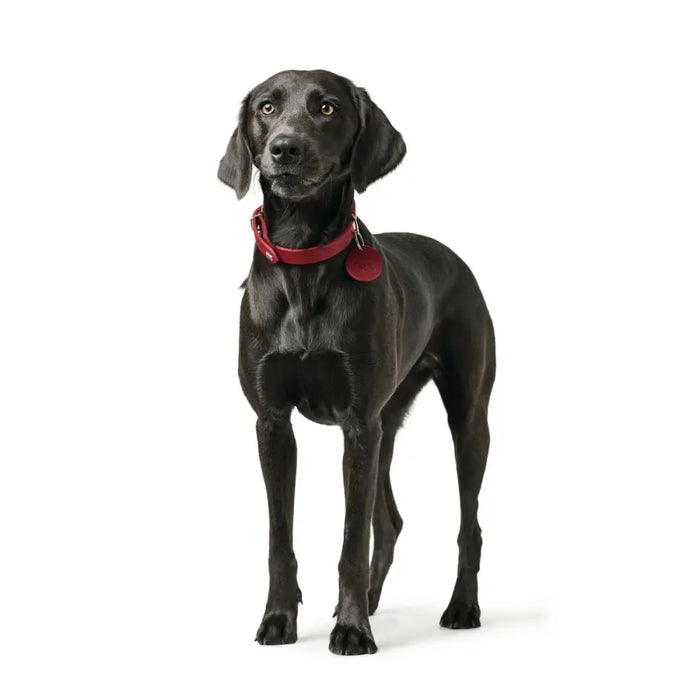 Dog collar Hunter Aalborg Red S/M 37-43 cm - Домашни Животни<<<Дом Градина<<<BigBuy&&&Пътуване и разходки<<<Домашни