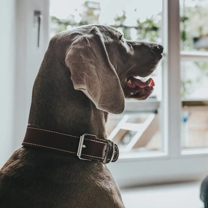 Dog collar Hunter Aalborg Special Cognac (36-44 cm) - Домашни Животни<<<Дом Градина<<<BigBuy&&&Пътуване и