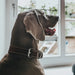 Dog collar Hunter Aalborg Special Cognac (36-44 cm) - Домашни Животни<<<Дом Градина<<<BigBuy&&&Пътуване и