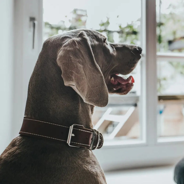 Dog collar Hunter Aalborg Special Cognac - Домашни Животни<<<Дом Градина<<<BigBuy&&&Пътуване и разходки<<<Домашни