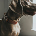 Dog collar Hunter Aalborg Special Cognac - Домашни Животни<<<Дом Градина<<<BigBuy&&&Пътуване и разходки<<<Домашни