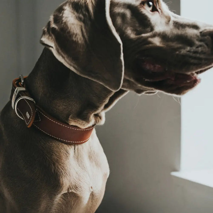 Dog collar Hunter Aalborg Special Cognac - Домашни Животни<<<Дом Градина<<<BigBuy&&&Пътуване и разходки<<<Домашни