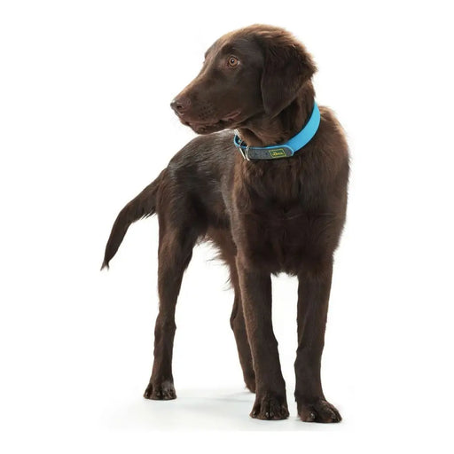 Dog collar Hunter Convenience Turquoise - Домашни Животни<<<Дом Градина<<<BigBuy&&&Пътуване и разходки<<<Домашни