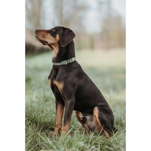 Dog collar Hunter Green 45-65 cm - Домашни Животни<<<Дом Градина<<<BigBuy&&&Пътуване и разходки<<<Домашни Животни<<<Дом