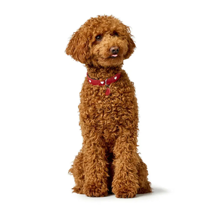 Dog collar Hunter Love M/L 47-54 cm Red - Домашни Животни<<<Дом Градина<<<BigBuy&&&Пътуване и разходки<<<Домашни