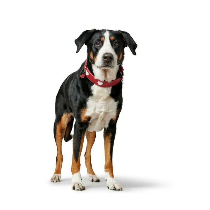 Dog collar Hunter Love Red S/M 38-44 cm - Домашни Животни<<<Дом Градина<<<BigBuy&&&Пътуване и разходки<<<Домашни