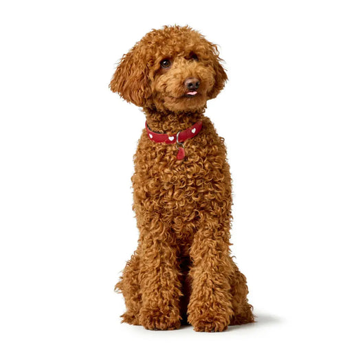 Dog collar Hunter Love S/M 35-40 cm Rojo/Blanco - Домашни Животни<<<Дом Градина<<<BigBuy&&&Пътуване и