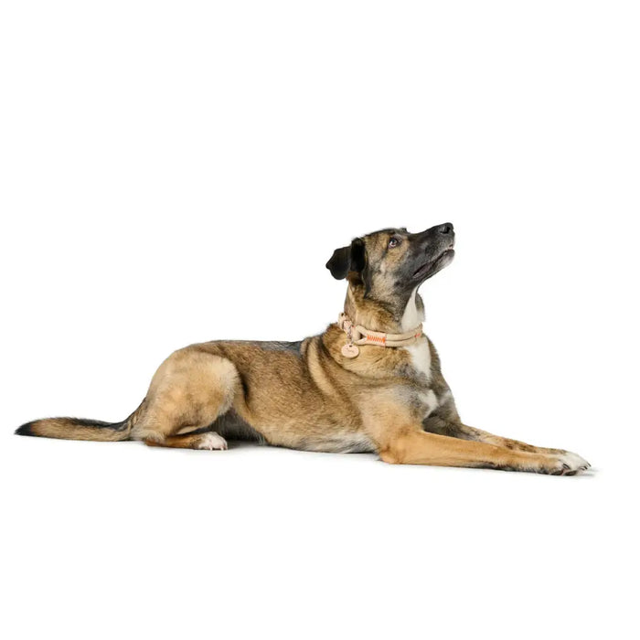 Dog collar Hunter Malia Beige M/L 45-54 cm - Домашни Животни<<<Дом Градина<<<BigBuy&&&Пътуване и разходки<<<Домашни