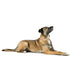 Dog collar Hunter MALIA Beige S/M 35-44 cm - Домашни Животни<<<Дом Градина<<<BigBuy&&&Пътуване и разходки<<<Домашни