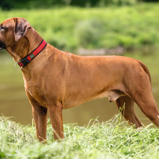 Dog collar Hunter Neopren Vario Red (28-30 cm) - Домашни Животни<<<Дом Градина<<<BigBuy&&&Пътуване и разходки<<<Домашни