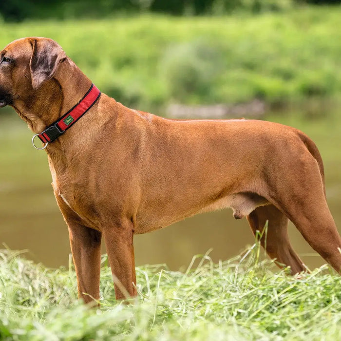 Dog collar Hunter Neopren Vario Red (40-45 cm) - Домашни Животни<<<Дом Градина<<<BigBuy&&&Пътуване и разходки<<<Домашни