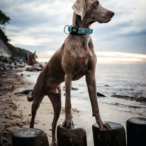 Dog collar Hunter Plus Thread turquoise Turquoise Size XL (45-70 cm) - Домашни Животни<<<Дом