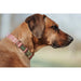 Dog collar Hunter Red 40-55 cm L - Домашни Животни<<<Дом Градина<<<BigBuy&&&Пътуване и разходки<<<Домашни Животни<<<Дом