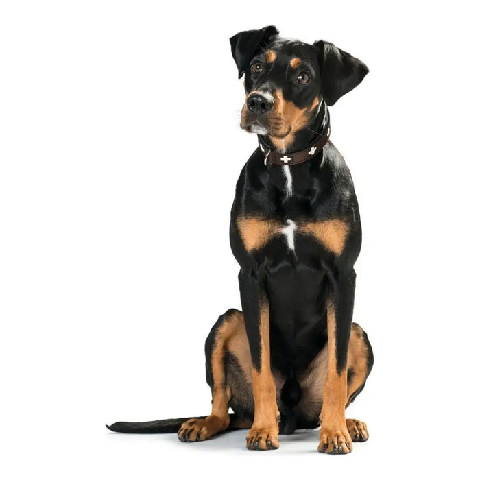 Dog collar Hunter Swiss 38-43.5 cm - Домашни Животни<<<Дом Градина<<<BigBuy&&&Пътуване и разходки<<<Домашни