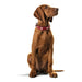 Dog collar Hunter Swiss Red/Black 35-43 cm - Домашни Животни<<<Дом Градина<<<BigBuy&&&Пътуване и разходки<<<Домашни