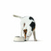 Dog Feeder Hunter Black 1,4 L Melamin - Домашни Животни<<<Дом Градина<<<BigBuy&&&Купички за храна и вода<<<Домашни